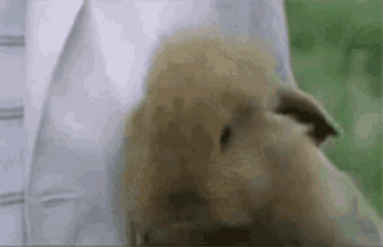 Cute Bunny Smiling And Rubbing Head GIF