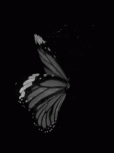 Cute Butterfly Black And White GIF