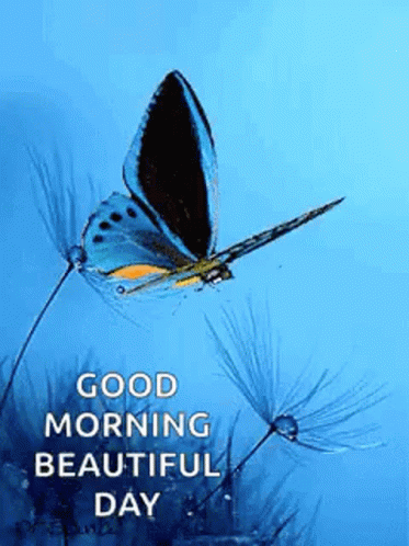 Cute Butterfly Good Morning GIF