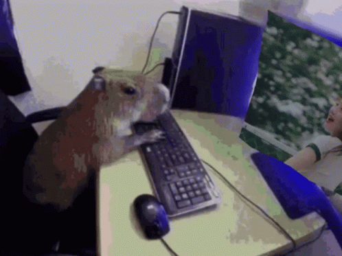 Cute Capybara Watching Girl Group On Pc GIF