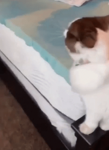 Cute Cat Air Conditioning GIF