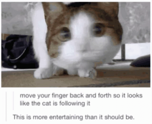 Cute Cat And Rick Roll Meme GIF