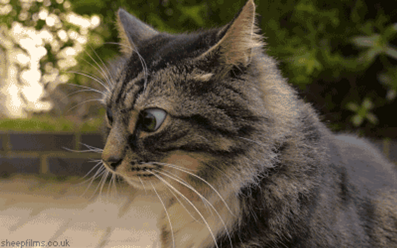 Cute Cat Angry Eyes GIF