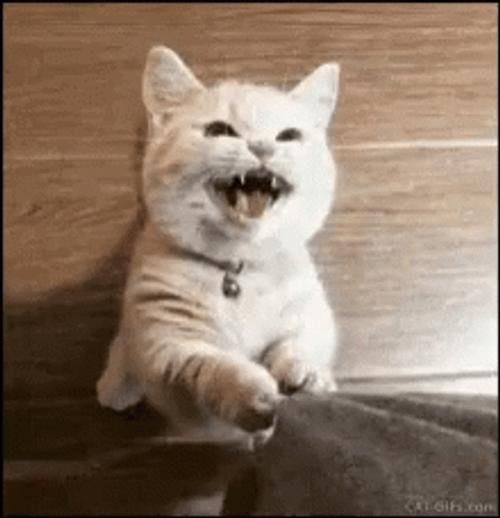 Cute Cat Asking For Attention GIF