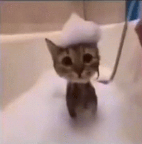 Cute Cat Bath Suds GIF