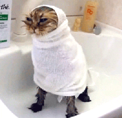 Cute Cat Bath GIF