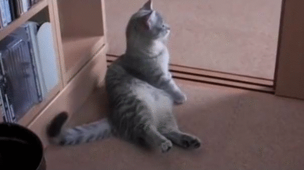 Cute Cat Begging GIF