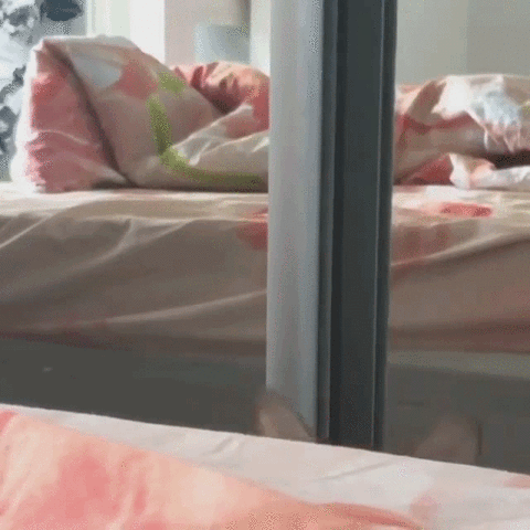 Cute Cat Big Eyes Investigates Surrounding GIF