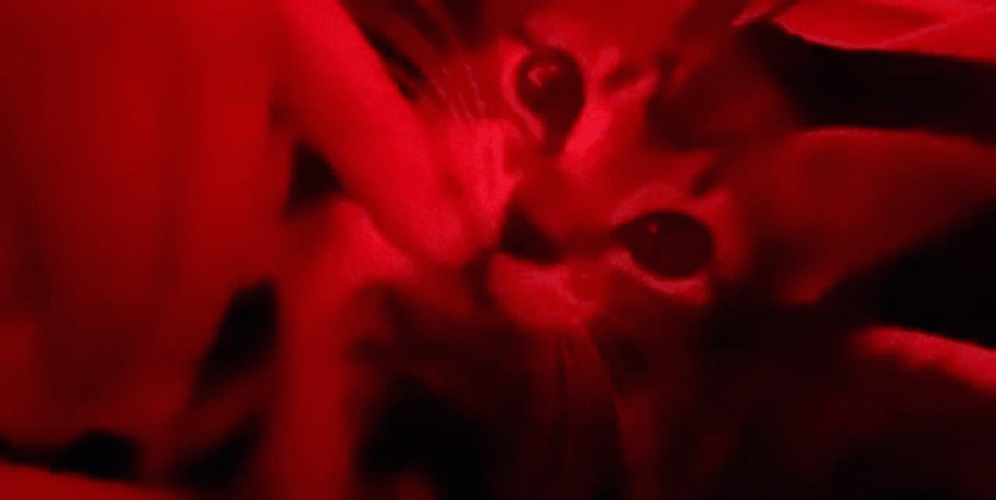 Cute Cat Biting Finger GIF
