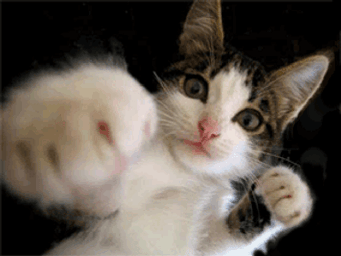 Cute Cat Boxing GIF