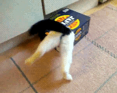 Cute Cat Can't Fit Legs In Box GIF