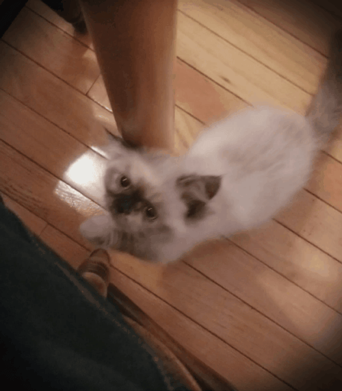 Cute Cat Climbing GIF