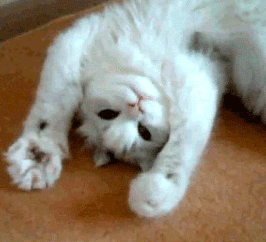 Cute Cat Close Open Paws GIF