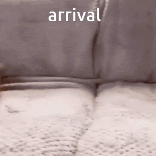 Cute Cat Couch Arrival I Have Arrived GIF