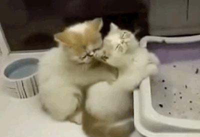 Cute Cat Couple GIF