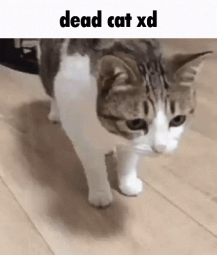 Cute Cat Death Fall Trick GIF