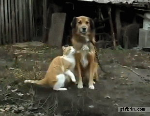 Cute Cat Dog Friends Cheek Kiss No Reaction GIF