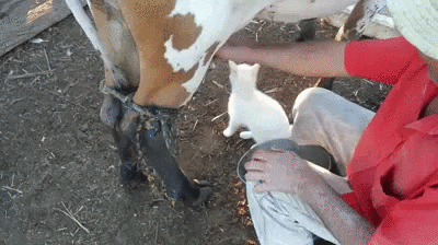 Cute Cat Drinking Cow Milk GIF