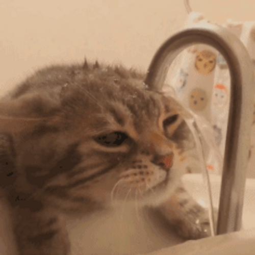 Cute Cat Drinking Faucet GIF
