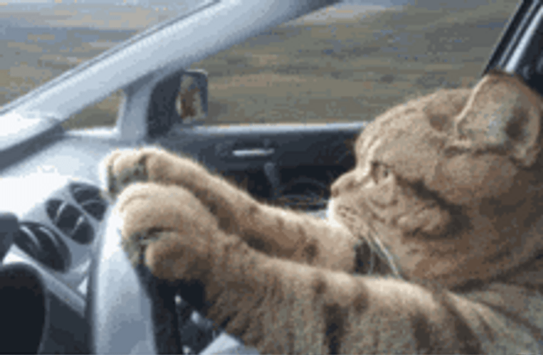 Cute Cat Driving Funny Car Serious GIF
