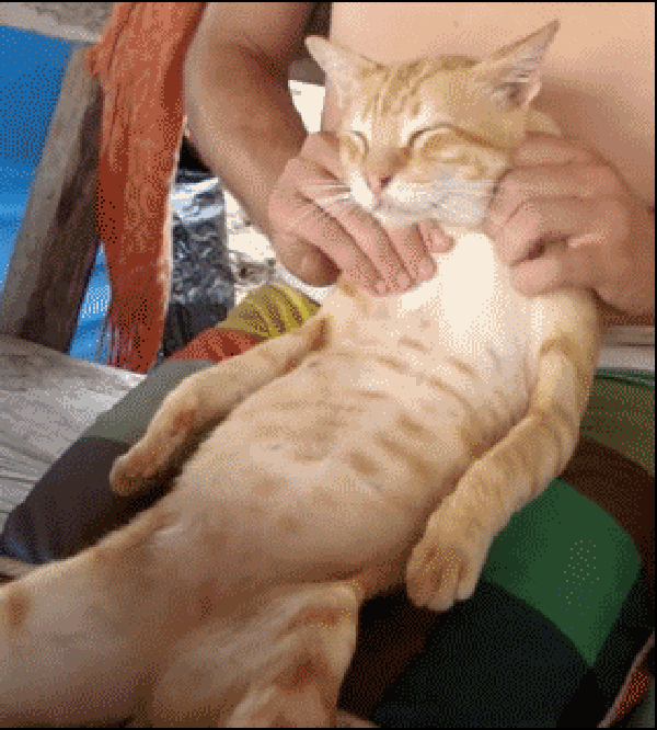 Cute Cat Enjoying Body And Foot Massage GIF
