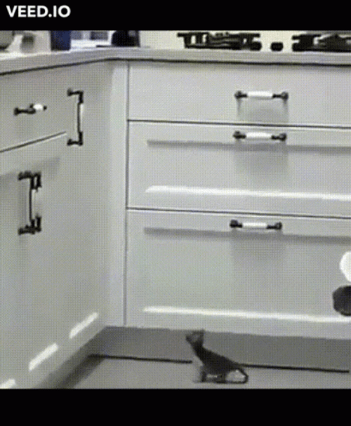 Cute Cat Fail To Jump GIF