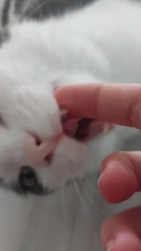 Cute Cat Finger Slurp GIF