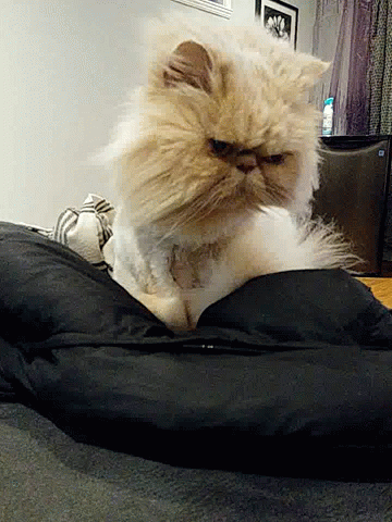 Cute Cat GIF
