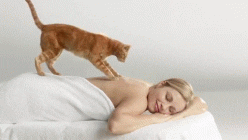 Cute Cat Giving Nice Body And Foot Massage GIF