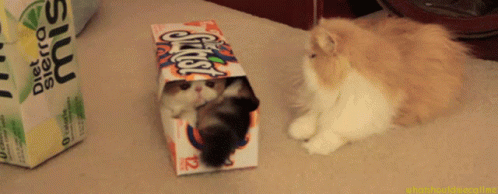 Cute Cat Go Away GIF