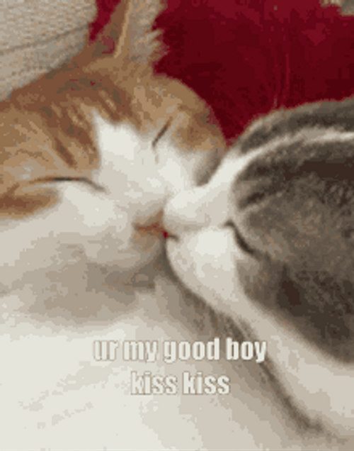 Cute Cat Good Boy Kiss Sleepy GIF