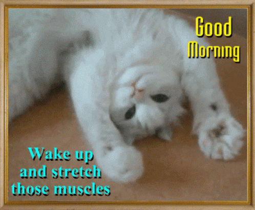 Cute Cat Good Morning Work Exercise GIF