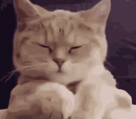 Cute Cat Happy Dancing GIF