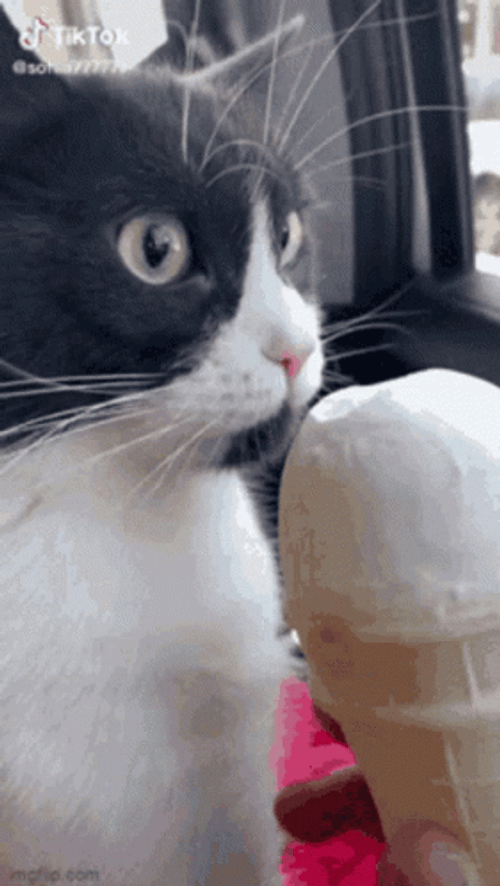 Cute Cat Ice Cream Lick GIF
