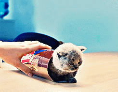 Cute Cat In Hole GIF