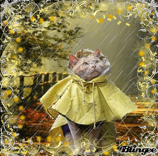 Cute Cat In Yellow Coat On Rainy Day GIF