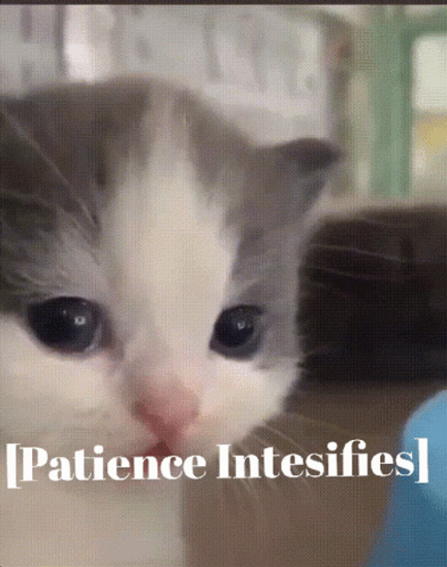 Cute Cat Intensifies Patience GIF