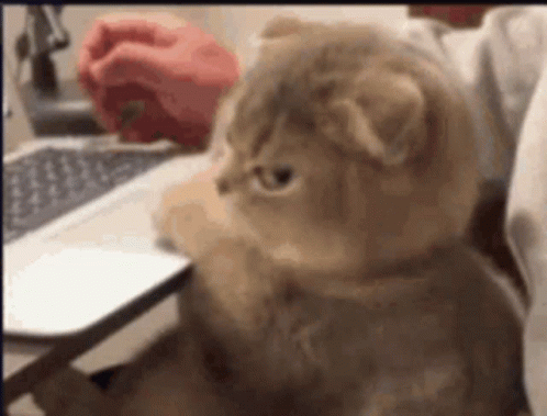 Cute Cat Irritated Look GIF