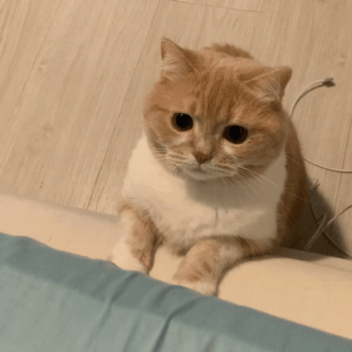 Cute Cat Jumping And Playing GIF