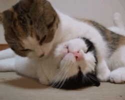 Cute Cat Kiss GIF