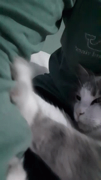 Cute Cat Knead Bed Sheet GIF