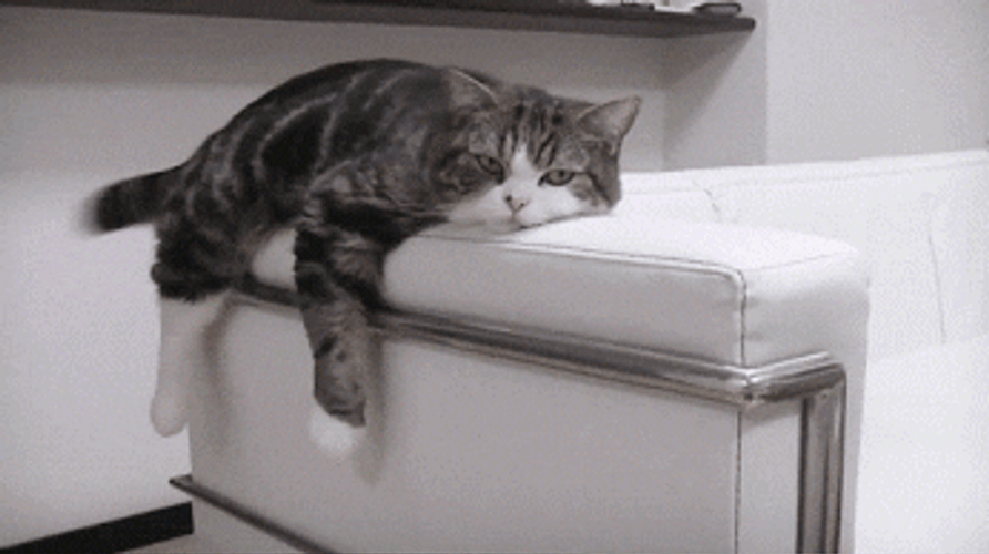 Cute Cat Lazy GIF