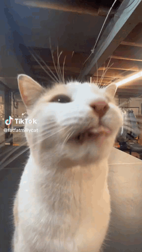 Cute Cat Licking Slurp GIF
