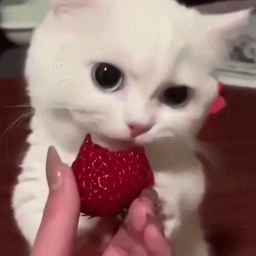 Cute Cat Licking Strawberry GIF