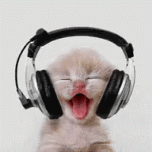 Cute Cat Listening To Music GIF