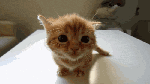 Cute Cat Little Eyebrows GIF