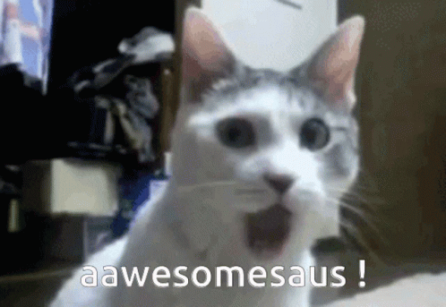 Cute Cat Looking For Awesome Sauce GIF