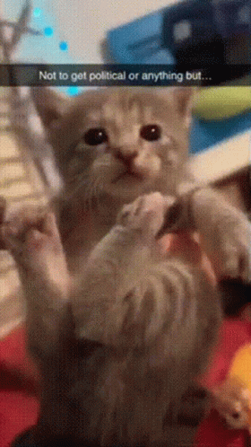 Cute Cat Making Biscuits Politics Meme GIF