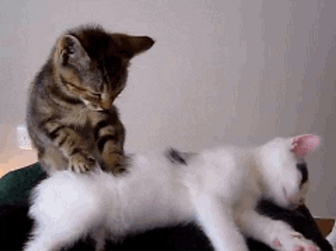 Cute Cat Massage GIF