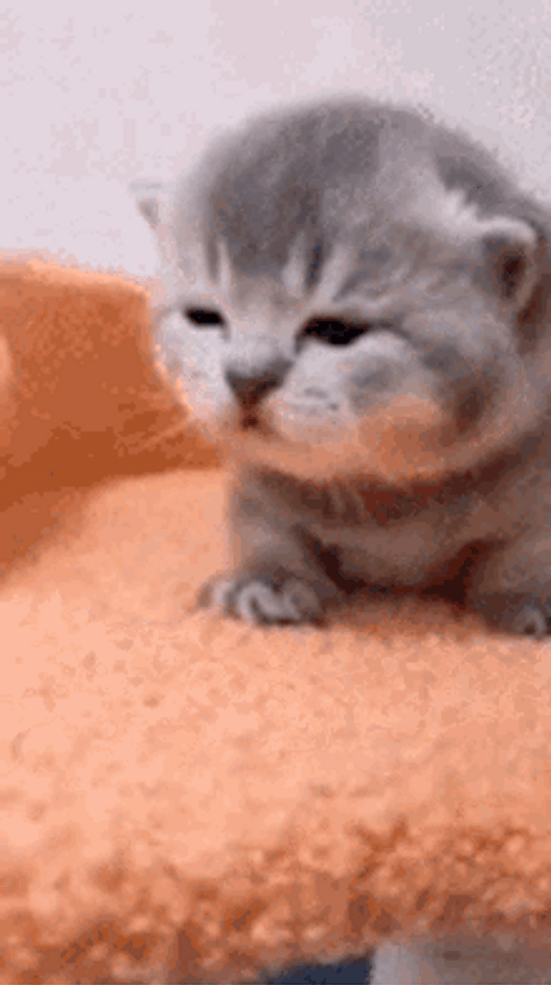 Cute Cat Meow Sad Eyes GIF
